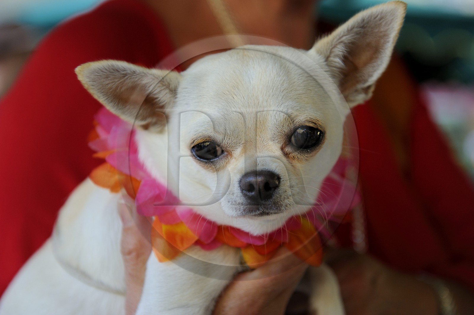 France, Bouches-du-Rhone, Aix-en-Provence, the Place de l'Hotel de ville, Chihuahua dog with flower necklace