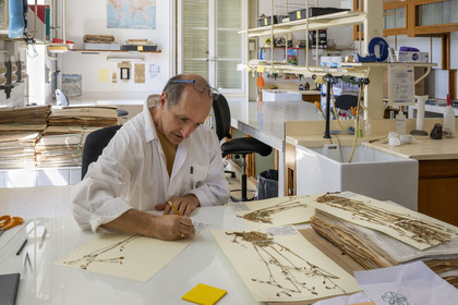 France, Alpes-Maritimes, Antibes, The Botanical Garden of Villa Thuret (attached to INRAE), labeled Jardin Remarquable (Outstanding Garden) and Remarkable Tree, one of the research laboratories in the villa, Bernard Elsair works on the Thuret herbarium