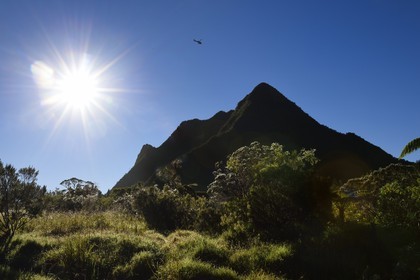 France, Ile de la Reunion, Saint Benoit, Parc national de La Reunion, classé Patrimoine Mondial de l'UNESCO, foret de Bébour
