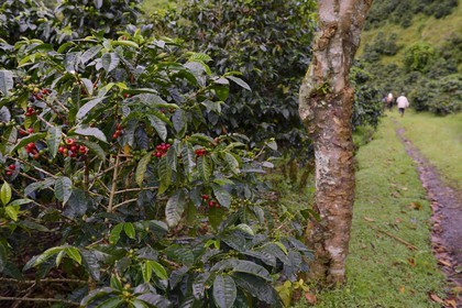 Panama, Chiriqui province, Boquete, Coffee Plantation Finca Lerida, on the slopes of Volcan Baru