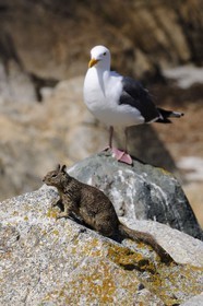 United States, California, 17 Mile Drive, squirrel and seagull