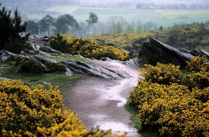 France, Ille-et-Vilaine (35), Forêt de Brocéliande, le Val sans retour
