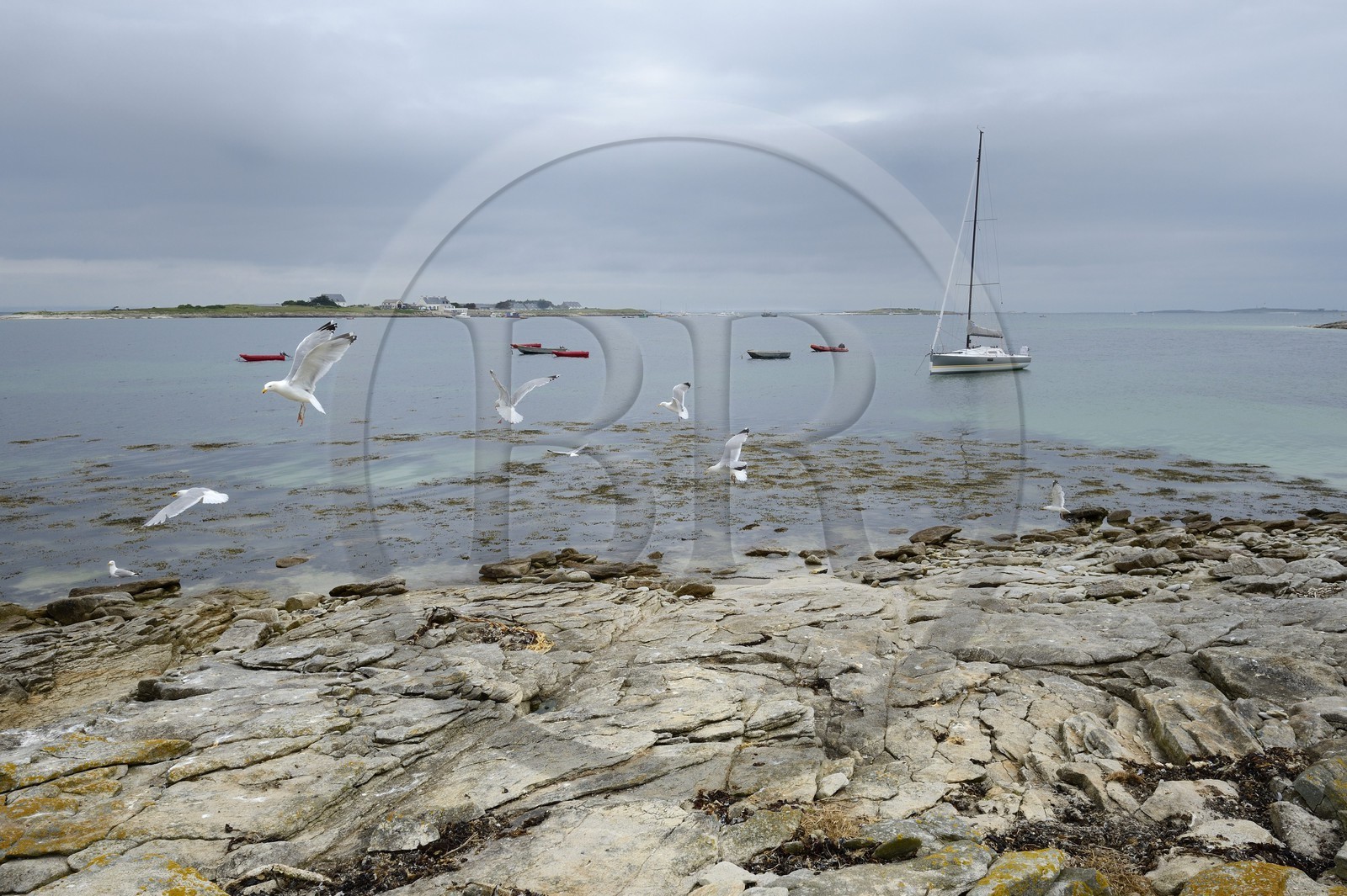 France, Finistere, La Foret Fouesnant, Glenan islands, Drenec island, the Pogo 10.50 surrounded by seagulls
