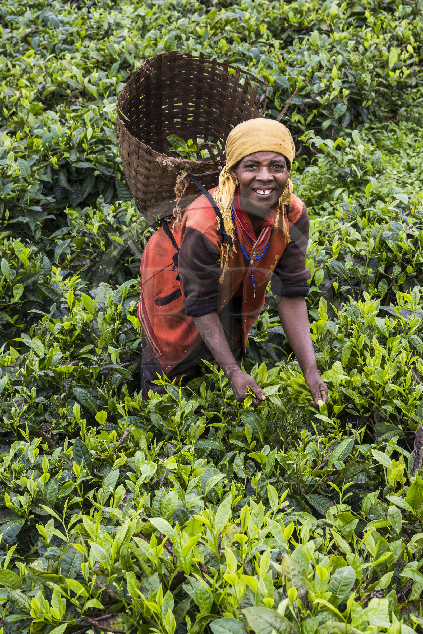 Rwanda, Province de l’Ouest, Nyakabuye, cueillette du thé dans une plantation de thé