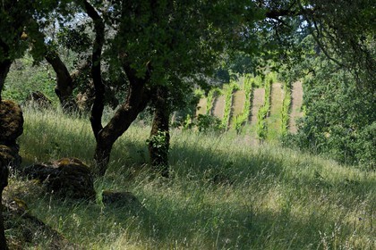 United States, California, Sonoma County, the vineyard of the Arista Property