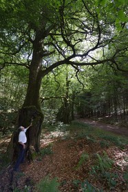 France, Morbihan, forest of Broceliande, Trehorenteuc, very old beech tree in the Val sans retour (Valley of No Return)