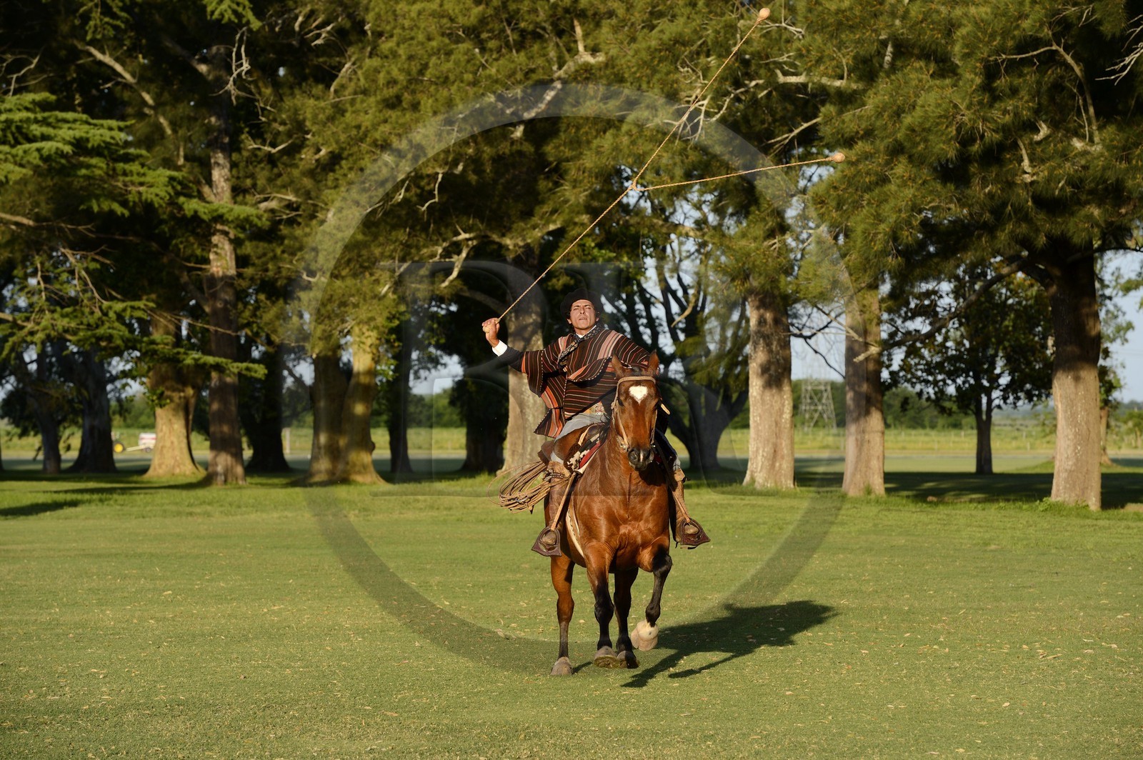 Argentine, province de Buenos Aires, San Antonio de Areco, estancia La Bamba de Areco, gaucho faisant une démonstration de l'usage des bolas (ou boleadoras) destinées à capturer les animaux en entravant leurs pattes