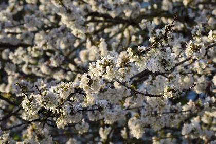 France, Val-de-Marne (94), Bry-sur-Marne, cerisier en fleur