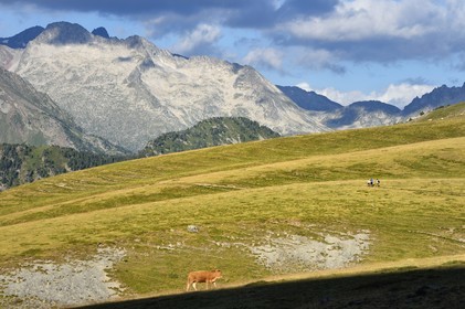 France, Hautes Pyrenees, Saint Lary Soulan and Vielle-Aure, hike on a variant of the GR10 between the Portet pass and the Bastan lakes on the edge of the Neouvielle nature reserve in the background, herd of cows in the summer pasture