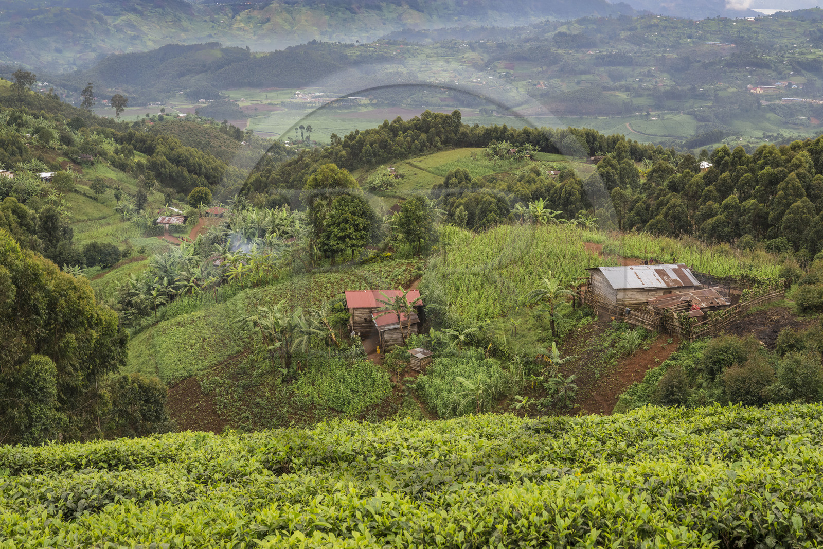 Rwanda, Province de l’Ouest, Gisakura, une colline typique de cette région avec un mélange de cultures dont le thé et le bananier, espaces agricoles entrecoupés de forêts d'eucalyptus, avec un habitat dispersé et des près pour l'élevage