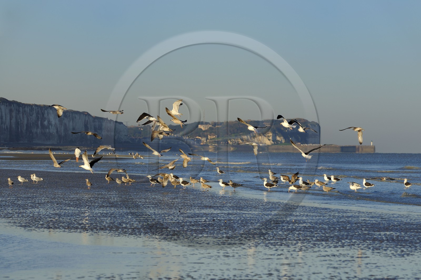 France, Seine-Maritime (76), Veules-les-Roses, goélands sur la plage et les falaises à l'aube