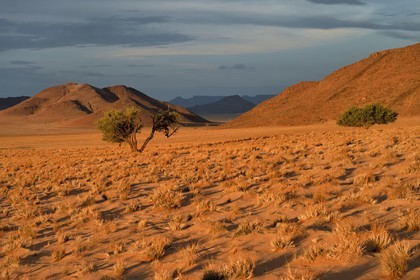 Namibie, région de Hardap, désert du Namib à l'Est du parc national Namib Naukluft vers Sossusvlei, plaine du désert recouverte d'herbe au coucher de soleil