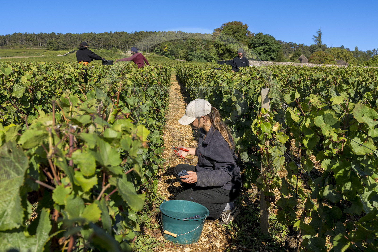France, Côte-d'Or (21), les climats de Bourgogne classés Patrimoine Mondial de l'UNESCO, Route des Grands Crus, vignoble de la Côte de Beaune, Volnay, vendanges dans la parcelle de Taille-Pieds appartenant aux Hospices de Beaune qui servent à produire un Volnay 1er Cru cuvée Blondeau et cuvée Muteau à partir du cépage Pinot noir, Clara Caccamo, aide-soignante à l'Ehpad des Hospices de Beaune, participe régulièrement aux vendanges
