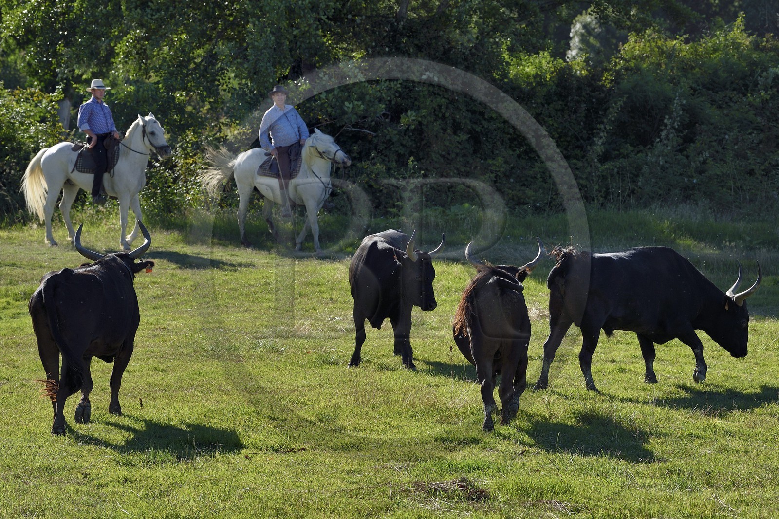 France, Bouches-du-Rhône (13), Parc naturel régional de Camargue, Mas du Menage, manade Saint Antoine (Cauzel), gardians avec les taureaux camarguais appellés Raço di Biou
