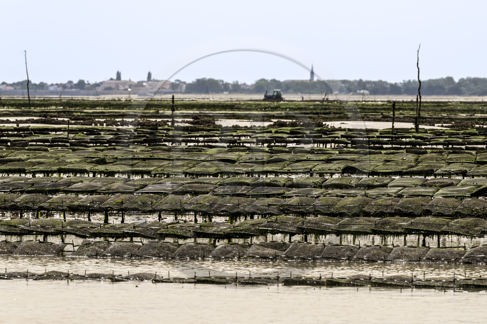 France, Charente-Maritime (17), Ile d'Oléron, Dolus-d’Oléron, les parcs à huitres du bassin de Marennes-Oléron dans le Pertuis d'Antioche à marée basse