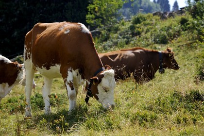 Suisse, Canton de Vaud, Villars sur Ollon, hameau de Bretaye
