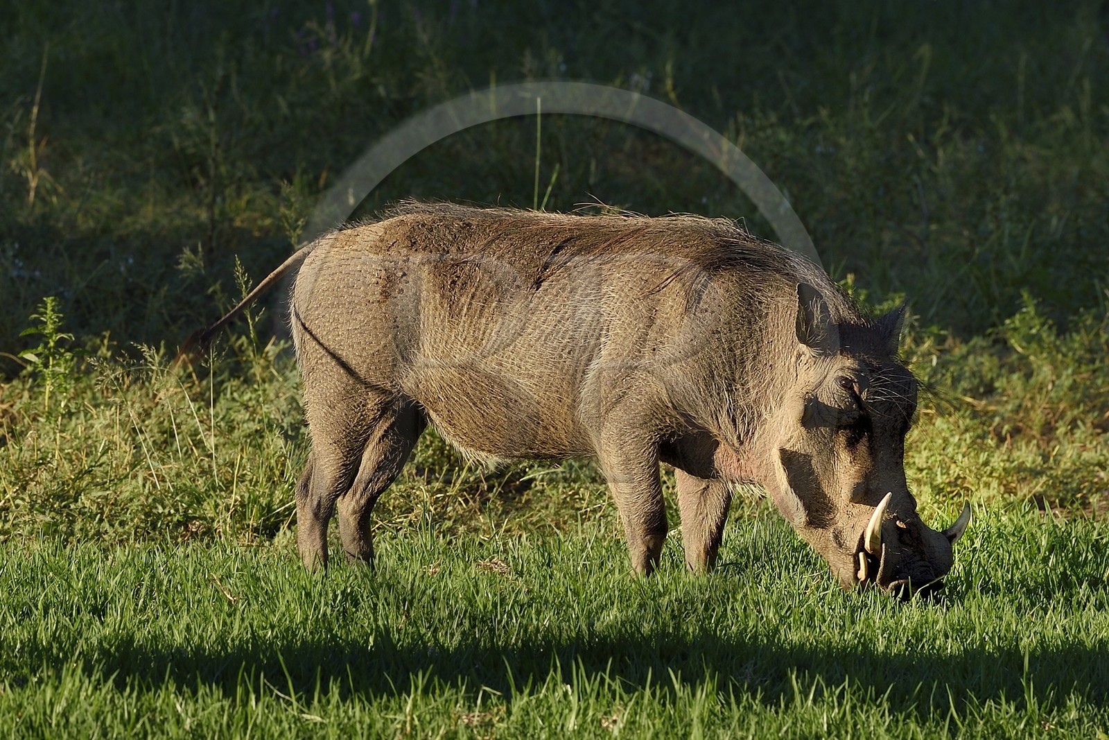 Namibie, région de Khomas, nord de Windhoek, Okapuka Ranch, phacochère (Phacochoerus africanus)