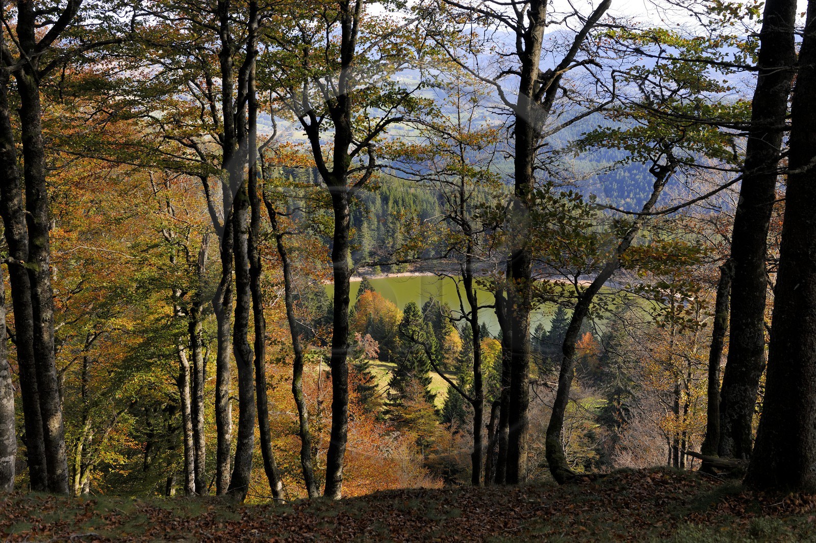 France, Haut-Rhin (68), en contrebas de la route des Crêtes, le lac Vert ou lac de Soultzeren au pied du massif du Tanet