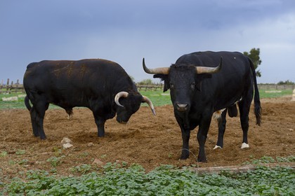 Espagne, Andalousie, province de Séville, Utrera, domaine El Toruno, élevage de taureaux de combat