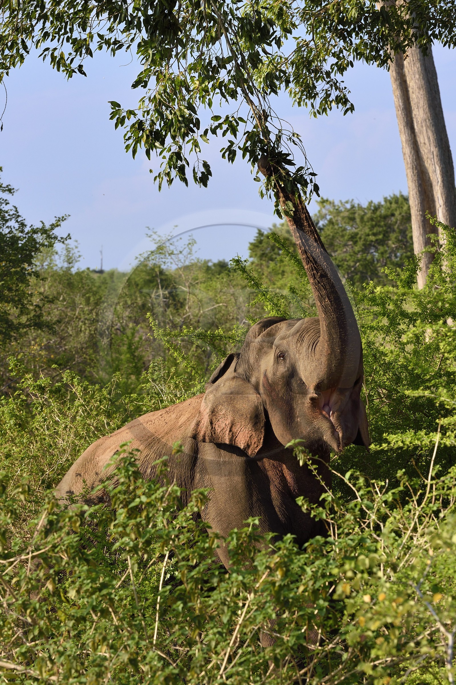 Sri Lanka, province d'Uva, Parc national d'Uda Walawe (Udawalawe National Park), éléphant d'Asie (Elephas maximus)