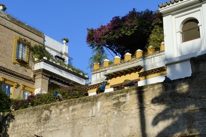 Espagne, Andalousie, Séville, Alcazar de Séville (Reales Alcazares de Sevilla), classé Patrimoine Mondial de l'UNESCO, paons sur les remparts qui entourent les jardins