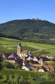 France, Haut-Rhin (68), Route des vins d'Alsace, le village de Rodern entouré de son vignoble et le Chateau du Haut-Koenigsbourg en arrière plan