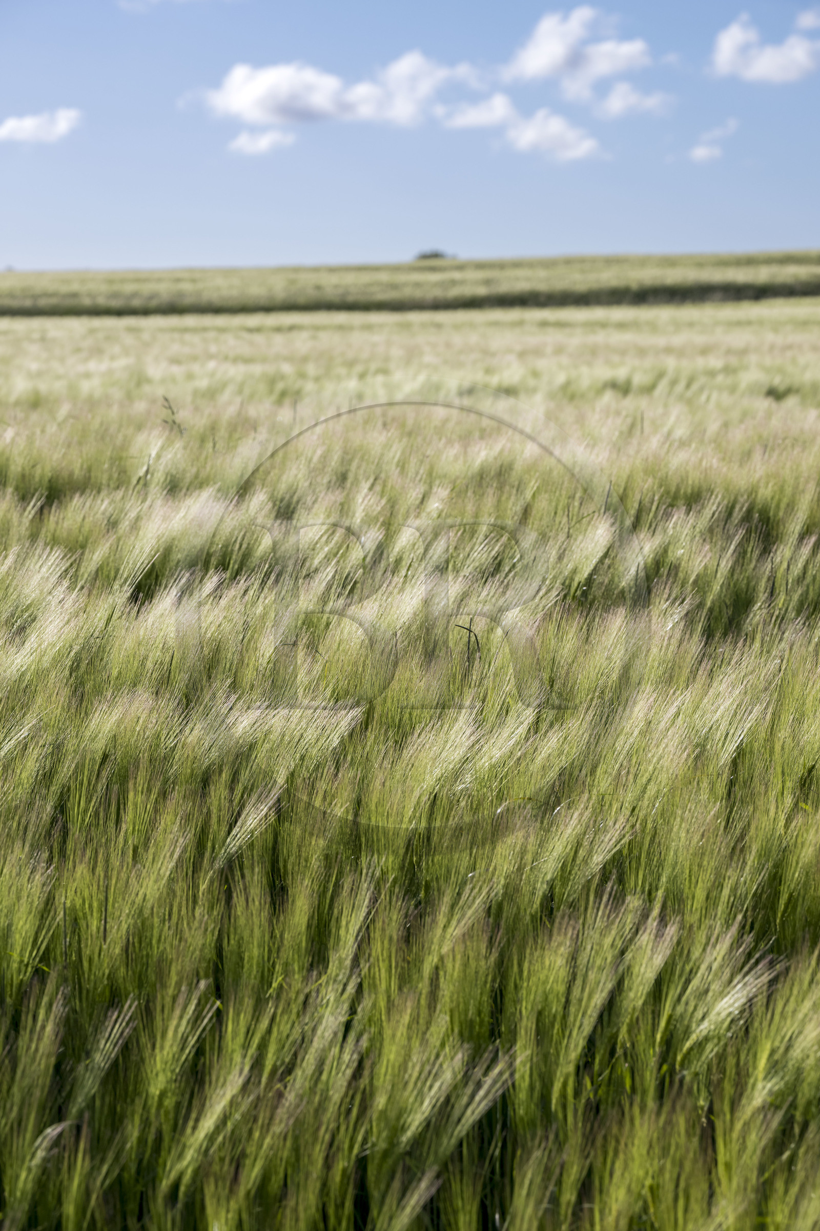 France, Vendée (85), Talmont-Saint-Hilaire, champ d'orge commune (hordeum vulgare)