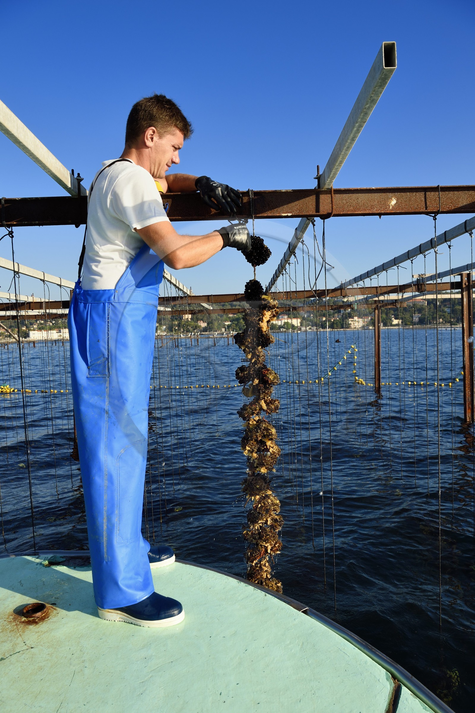 France, Var (83), La Seyne-sur-Mer, l'ostréiculteur Jean Christophe Giol dans la baie de Tamaris