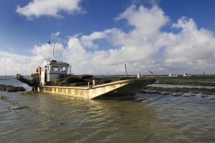 France, Charente-Maritime (17), le bassin Marrennes-Oléron au large de l'Ile d'Oléron, l'ostréiculteur André Massé dans un de ses parcs à huîtres