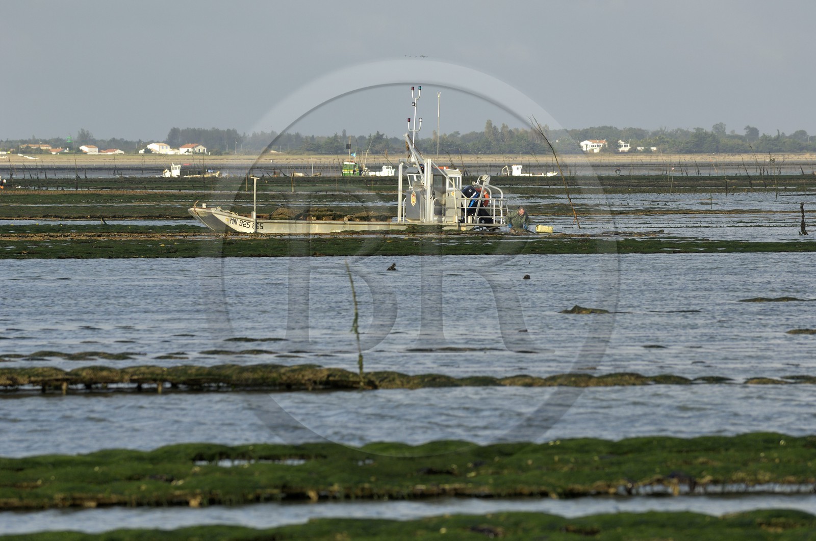 France, Charente-Maritime (17), le bassin Marrennes-Oléron au large de l'Ile d'Oléron, chaland dans les parcs à huîtres