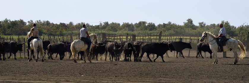 France, Bouches du Rhone, Parc naturel regional de Camargue (Regional Natural Park of Camargue), manade Jacques Mailhan, Camargue bull called Raco di Biou, the gardians sort the bulls