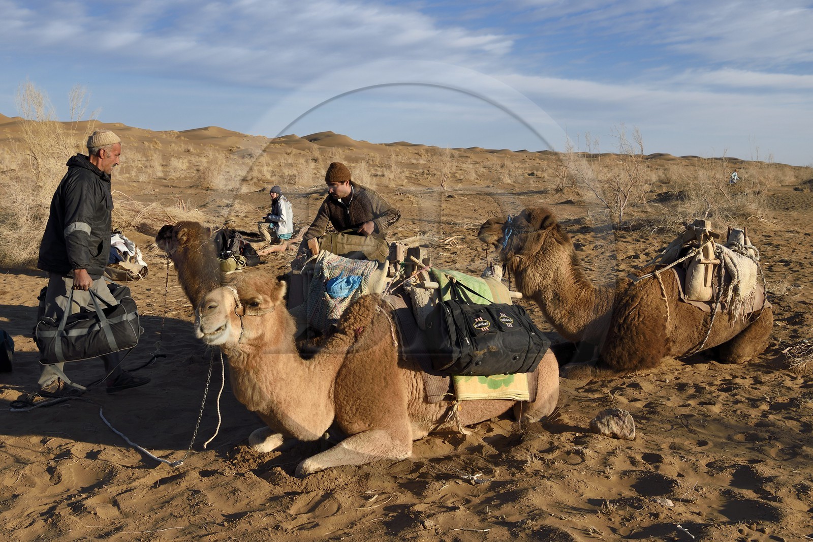 Iran, Province d'Ispahan, désert du Dasht-e Kavir, Mesr dans la région de Khur et Biabanak, chargement des dromadaires au bivouac de Kuh e-Sefid