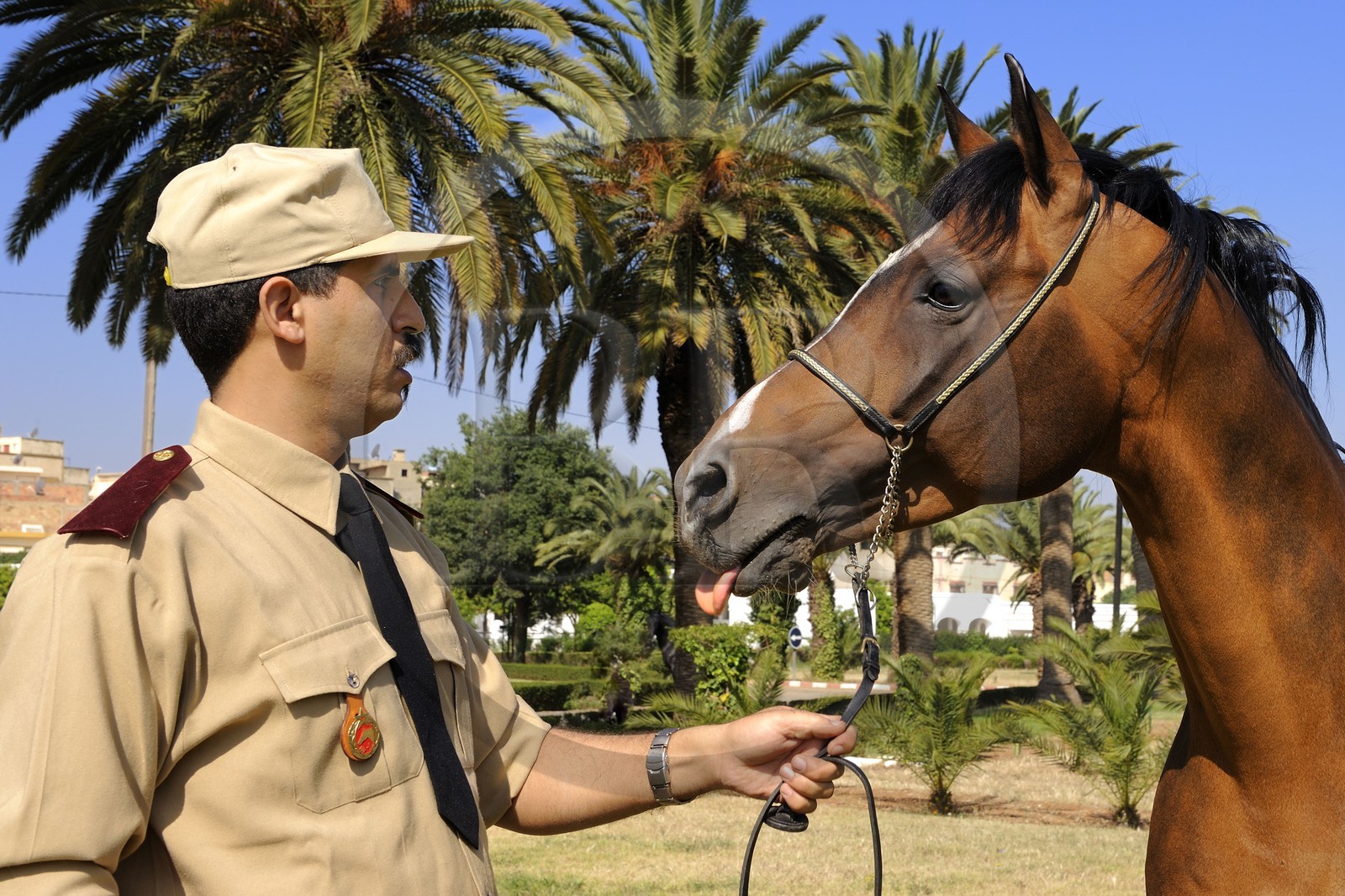 Morocco, Meknes Tafilalet Region, Royal Stud farm of Meknes, Jumbo Vargas thoroughbred Arabian horse