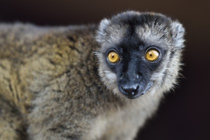 France, Ile de Mayotte, Grande-Terre, Kani-Keli, le Jardin Maoré à la plage de N’Gouja, Lémur fauve (Eulemur fulvus mayottensis) appelé aussi maki