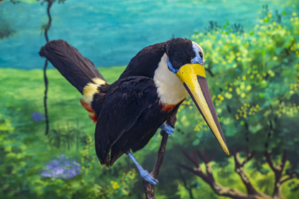 France, Guyane, Cayenne, musée départemental Alexandre-Franconie, Toucan à bec rouge (Ramphastos tucanus) naturalisé