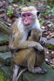 Sri Lanka, province du Centre-Nord, Polonnaruwa, Toque macaques (Macaca sinica), mère et son enfant