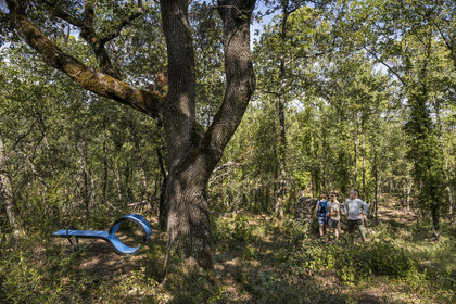 France, Var (83), Provence Verte, Bras, Académie du Bain de Forêt Provençale, forêt du domaine Le Peyrourier - une campagne en Provence
