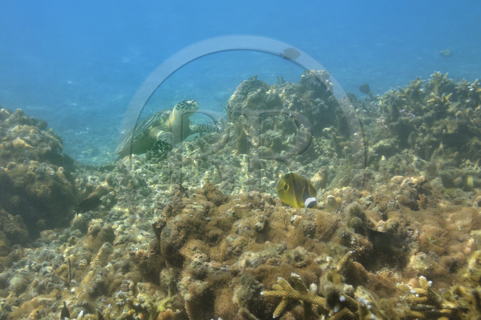 France, Ile de la Reunion, Côte Ouest, Saint-Gilles-Les-Bains (commune de Saint-Paul), le récif corallien du lagon de l'Ermitage, tortue verte (Chelonia mydas) (vue sous-marine)