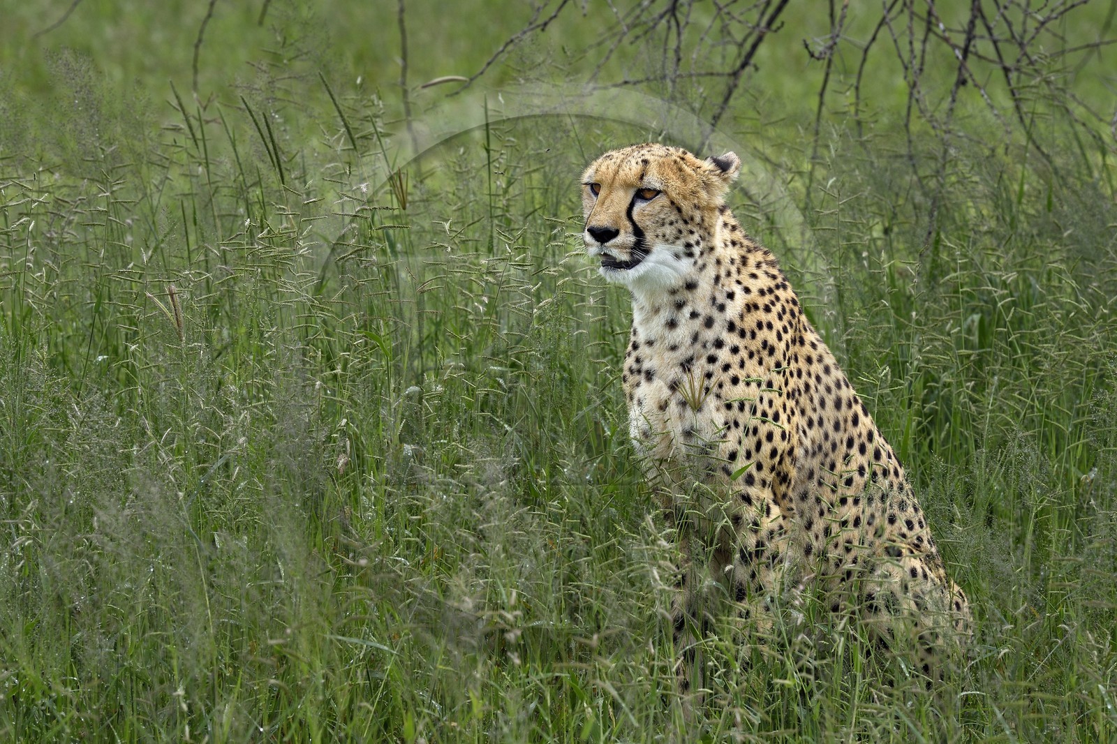 Namibie, Otjiwarongo, Cheetah Conservation Fund, centre de recherche et d'éducation, guépard (Acinonyx jubatus) dans les hautes herbes
