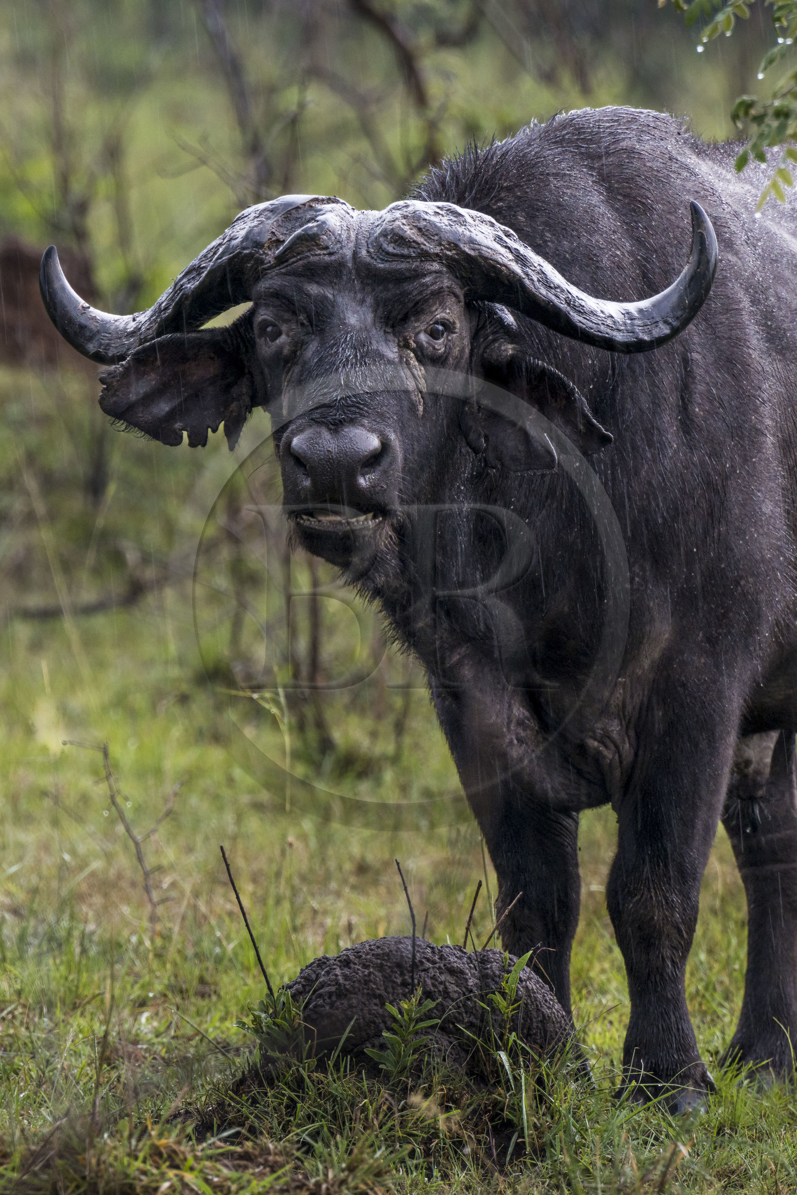 Rwanda, Parc national de l'Akagera, buffle noir des savanes (Syncerus caffer) sous la pluie