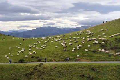 France, Pyrenees Atlantiques, Basque Country, Camino de Santiago (the Way of St. James) on the GR 65 between Saint Jean Pied de Port and Roncesvalles, manech blackhead sheep flock