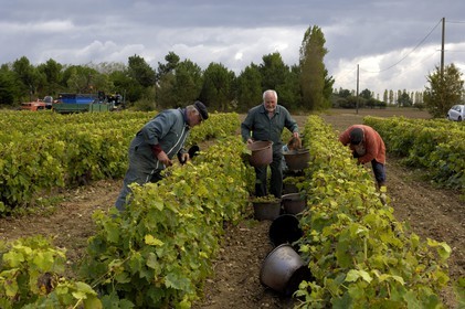 France, Charente-Maritime (17), Ile d'Oléron, Le Château d'Oléron, vendanges à la main dans les vignes de Michel Patoizeau