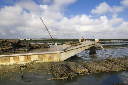 France, Charente-Maritime (17), le bassin Marrennes-Oléron au large de l'Ile d'Oléron, l'ostréiculteur André Massé dans un de ses parcs à huîtres