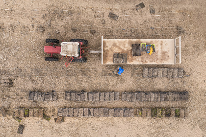 France, Charente-Maritime (17), Fouras, tracteur dans les parcs à huitres, ostreiculteur récoltant des poches à la Pointe de la Fumée à marée basse (vue aérienne)