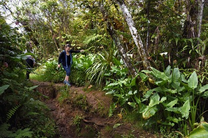 France, Ile de la Reunion, Parc National de la Réunion classé Patrimoine Mondial de l'UNESCO, La Plaine des Palmistes, forêt de Bébour, sentier de randonnée Bras Cabot