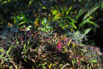 France, île de la Réunion, la rosée du matin