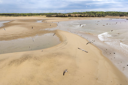 France, Vendée (85), Talmont-Saint-Hilaire, la Pointe du Payré, promeneurs et mouettes sur la plage du Veillon et estuaire de la rivière Payré (vue aérienne)