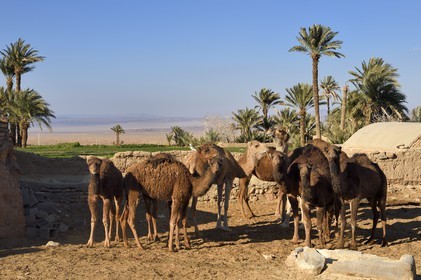 Iran, Province de Yazd, désert du Dasht-e Kavir, Moghestan, village réputé pour ses élevages de dromadaires
