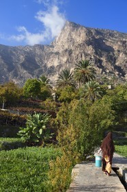 Sultanat d'Oman, Gouvernorat d'Al-Batina du Sud, Hajar occidental, Wadi Mistall, femme dans les cultures en terrasses au dessus du village de Wakan (Wukan) et le sommet du Qarn Wukan (2501m) en arrière plan