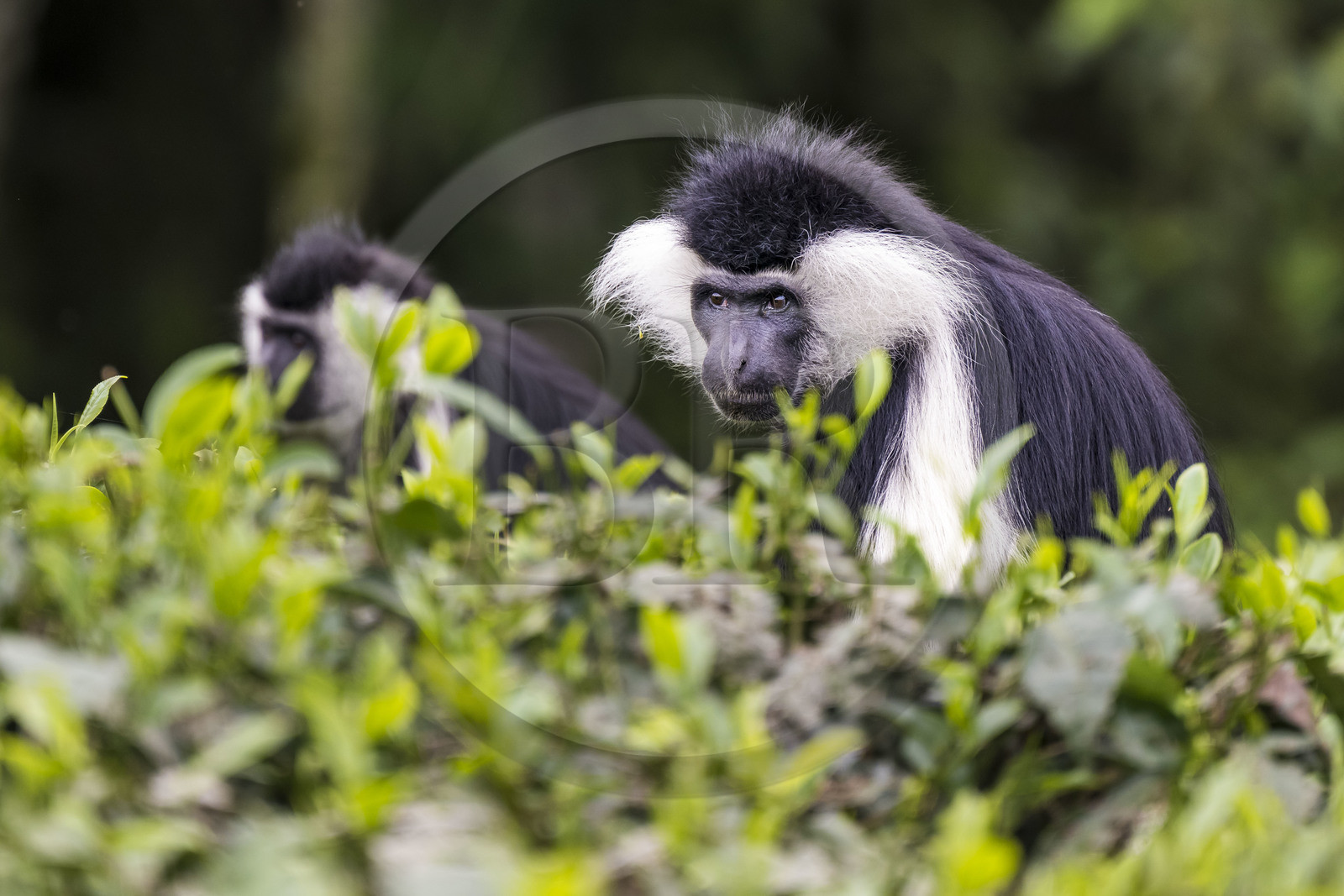 Rwanda, Province de l’Ouest, Gisakura, Parc national de Nyungwe, Colobe de Ruwenzori (Colobus angolensis ruwenzorii) dans une plantation de thédont il ne mange pas les feuilles